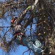 Photo #4: GONZALEZ TREE SERVICE