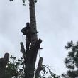 Photo #2: GONZALEZ TREE SERVICE