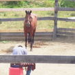 Photo #1: Rudy Horsemanship - mustang training/lessons