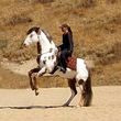 Photo #1: Professional Horse Training & Horsemanship Instruction