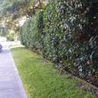 Photo #22: Lawn Care/ Cut Yards/ Tree Service/ Landscaping