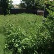 Photo #7: Redeemed Lawn Care - Hedge Trimming/Fertilizing/...