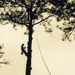 Photo #2: Arborist Aspects LLC (Tree Service)