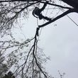Photo #1: Arborist Aspects LLC (Tree Service)