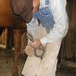Photo #5: Hilbert Horseshoeing Farrier Service - TAKING CLIENTS NOW!