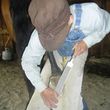 Photo #4: Hilbert Horseshoeing Farrier Service - TAKING CLIENTS NOW!