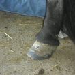 Photo #1: Hilbert Horseshoeing Farrier Service - TAKING CLIENTS NOW!