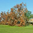 Photo #23: HODGES TREE TRIMMING (WE SPECIALIZE IN DANGEROUS TREE REMOVAL)