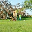 Photo #22: HODGES TREE TRIMMING (WE SPECIALIZE IN DANGEROUS TREE REMOVAL)