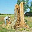 Photo #10: HODGES TREE TRIMMING (WE SPECIALIZE IN DANGEROUS TREE REMOVAL)