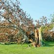 Photo #6: HODGES TREE TRIMMING (WE SPECIALIZE IN DANGEROUS TREE REMOVAL)