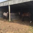 Photo #3: Horse Boarding 5 minutes from Springfield!
