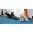 Photo #1: A Better Way Dog Training**Adult Dog Classes Sunday**Bob Gutierrez**