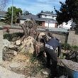 Photo #4: Sanchez tree services and clean ups