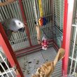 Photo #1: OC PARROT NANNY ~ Pet Sitter for Birds