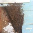 Photo #9: Bee Removal Expert of Orange County