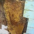 Photo #8: Bee Removal Expert of Orange County
