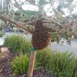 Photo #6: Bee Removal Expert of Orange County