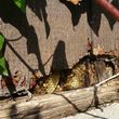 Photo #5: Bee Removal Expert of Orange County