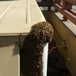 Photo #4: Bee Removal Expert of Orange County