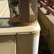 Photo #3: Bee Removal Expert of Orange County