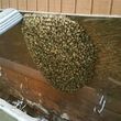 Photo #2: Bee Removal Expert of Orange County