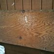 Photo #1: Bee Removal Expert of Orange County