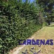 Photo #2: Yard Maintenance by Cardenas Gardening