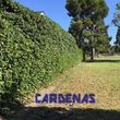 Photo #1: Yard Maintenance by Cardenas Gardening