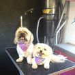 Photo #1: Pooch Paradise Spa - Mobile Dog Grooming