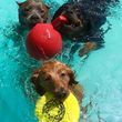 Photo #15: Resort Style Boarding and Daycare/ Topline K9 Services