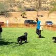 Photo #10: Resort Style Boarding and Daycare/ Topline K9 Services