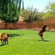 Photo #3: Resort Style Boarding and Daycare/ Topline K9 Services