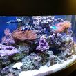 Photo #5: Fish Guy Russ. Fish tank cleaning / Aquarium maintenance
