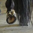 Photo #1: Farrier service - 10 yrs exp