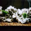 Photo #17: Freshwater aquarium services