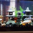 Photo #16: Freshwater aquarium services