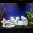 Photo #15: Freshwater aquarium services
