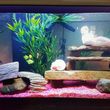 Photo #14: Freshwater aquarium services