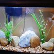 Photo #13: Freshwater aquarium services