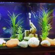 Photo #12: Freshwater aquarium services