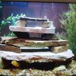 Photo #11: Freshwater aquarium services