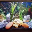 Photo #8: Freshwater aquarium services
