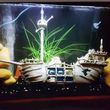 Photo #6: Freshwater aquarium services