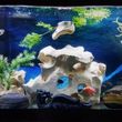 Photo #5: Freshwater aquarium services