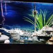 Photo #3: Freshwater aquarium services