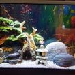 Photo #2: Freshwater aquarium services