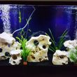 Photo #1: Freshwater aquarium services