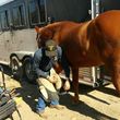 Photo #1: Farrier / Horseshoeing. Trim $30