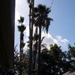 Photo #1: Mantenimiento de jardineria/ Garden maintenance